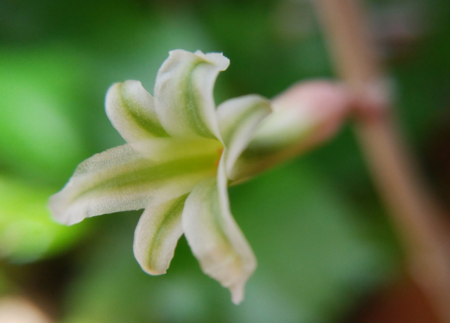 ハオルチアの花