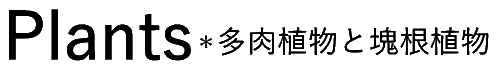 Plants＊多肉植物と塊根植物
